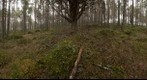 The Crazy Tree