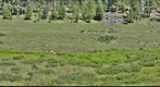 Mountain Meadow 2