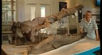 Weymouth Bay pliosaur