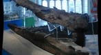 Weymouth Bay Pliosaur