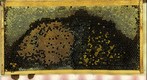 Healthy Bee Frame  Day 2