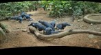 Crowned pigeons at Jurong Bird Park, Singapore