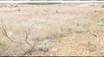 Cheatgrass