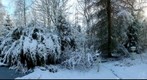 My Garden