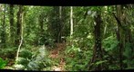 Walking Palms in Southeastern Peruvian Amazon