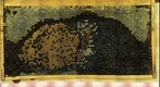 Healthy Bee Frame Progression Day 5