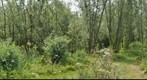 Beerenplaat Sijkenisse