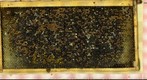 Chalkbrood Frame