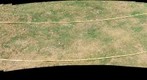Transect Test 7-13-11