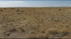 Interactive effects of cattle and prairie dogs in mesquite establishment - Site 1