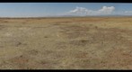 Interactive effects of prairie dogs and cattle on the mesquite establishment - Site 2