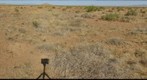 Interactive effects of prairie dogs and cattle on the mesquite establishment - Site 3