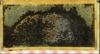Final Day of Healthy Bee Frame Progression