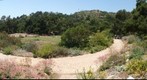110710 Santa Barbara Botanic Garden overview of wildflower prairie
