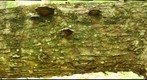 Oak log infected with Ganoderma applanatum and labeled Bolitotherus cornutus 