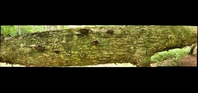 82094-400x189