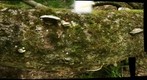 Another attemp to document forked fungus behavior