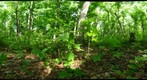 Algonquin Park - Oxtongue Site