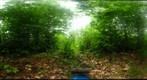 Algonquin Park - Achray Station  - cut site