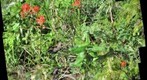 Indian Paint Brush