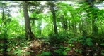 Algonquin Park - Brent Station - uncut site