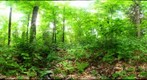 Algonquin Park - Rock Lake - cut site