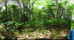 Algonquin Park - Basin Depot - uncut site