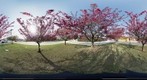 Cherry trees