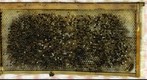 AFB Frame
