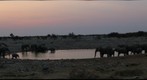 Elephant Sunset #1