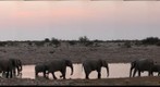 Elephant Sunset #2