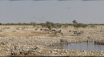Game at Okaukuejo Waterhole
