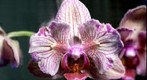 Phalaenopsis hybrid