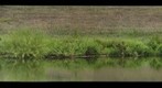 Summer Pond edge