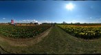 Tulips 1
