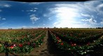 Tulips 3