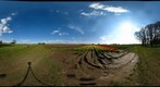 Tulips 4