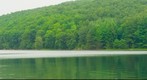 Pine Needle Scale at the Quabbin Reservoir - July 2011