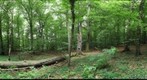 Beech killed by Tinder Fungus 