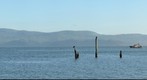 Oregon Coast Bald Eagles