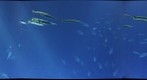 Open Seas at Monterey Aquarium 