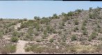 Buffelgrass Treatment Site 3