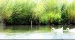 Ducks