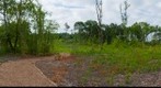 Dodge Park, Worcester, Massachusetts after Cutting to Stop the Asian Longhorned Beetle