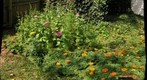 Flower Bed