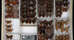 Nymphalidae 33