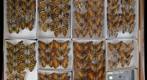 Nymphalidae 34