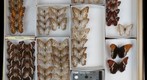 Nymphalidae 35