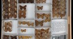 Nymphalidae 37