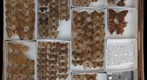 Nymphalidae 38